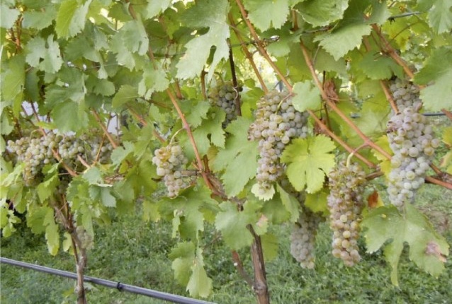 Dem Grünen Veltliner ähnlich und trotzdem eigenständig