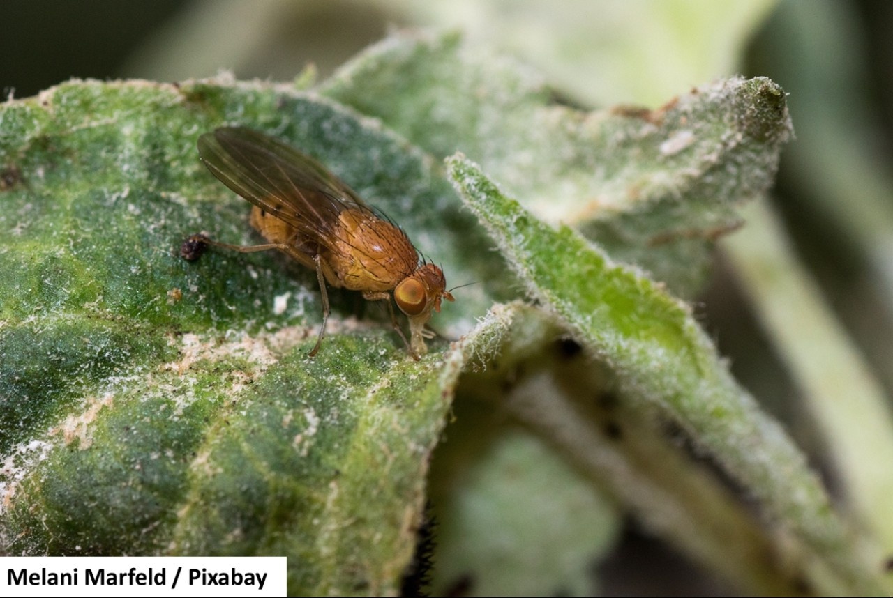 Fight Against Spotted Wing Drosophila Archyde fight-against-spotted-wing-drosophila-archyde
