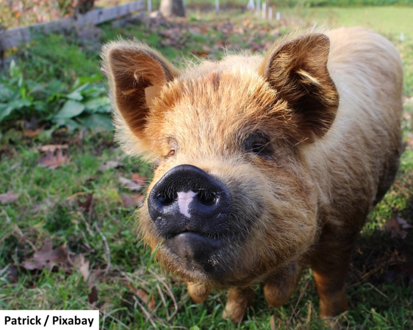 Neuseeland-Schwein als Unkrautvernichter